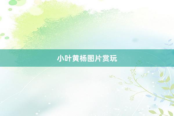 小叶黄杨图片赏玩